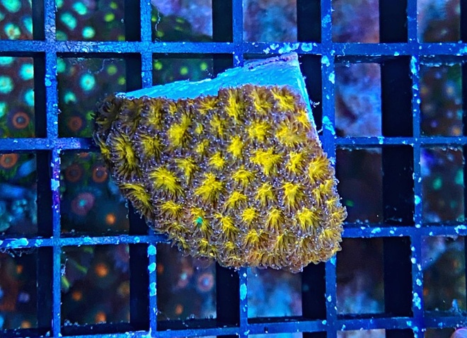 Leptastrea purpurea - Burning Ember - WYSIWYG 14