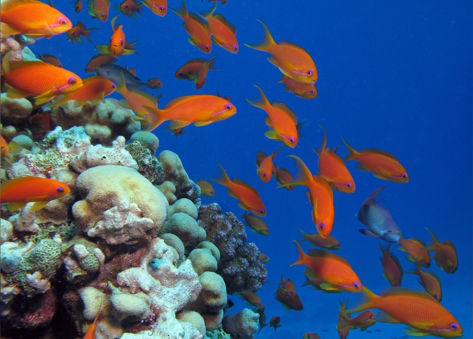 Pseudanthias squamipinnis Weibchen