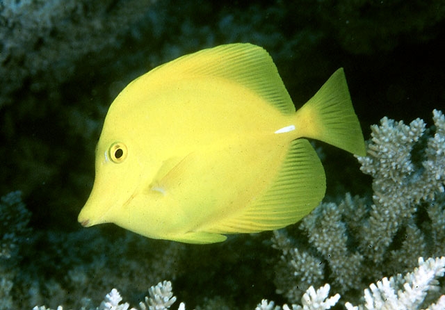 Doktorfisch Zebrasoma Flavescens-L