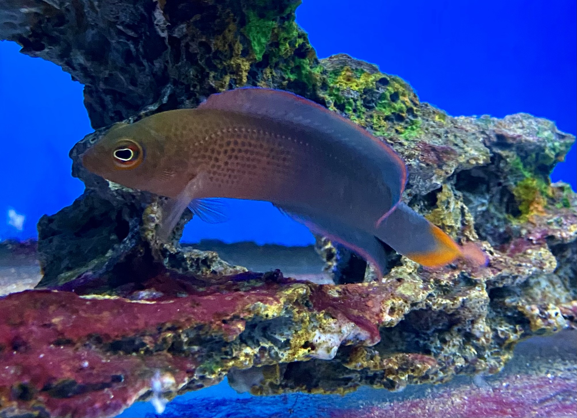 Pseudochromis dilectus Dilectus Zwergbarsch