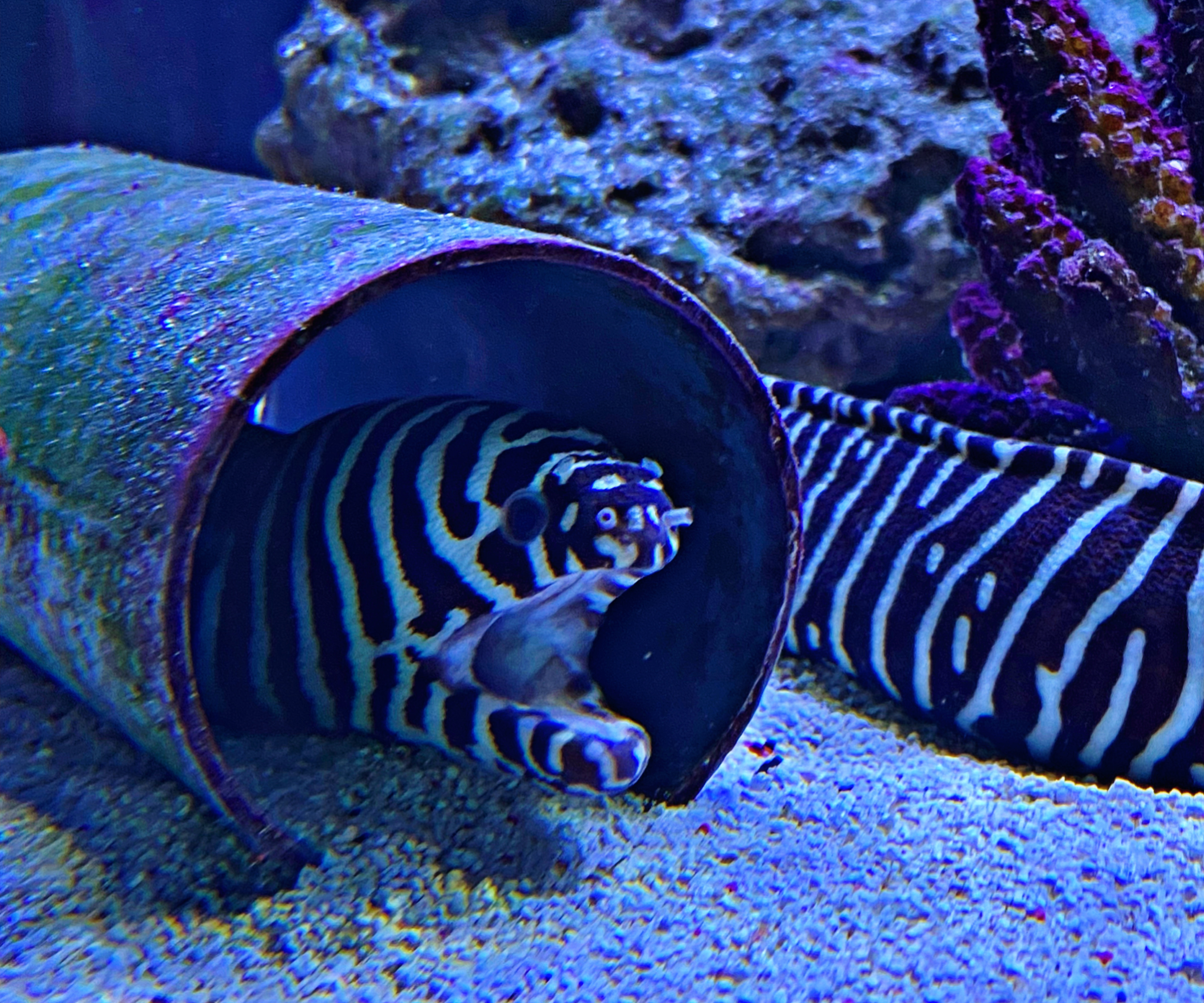 Muräne Gymnomuraena zebra - Zebramuräne