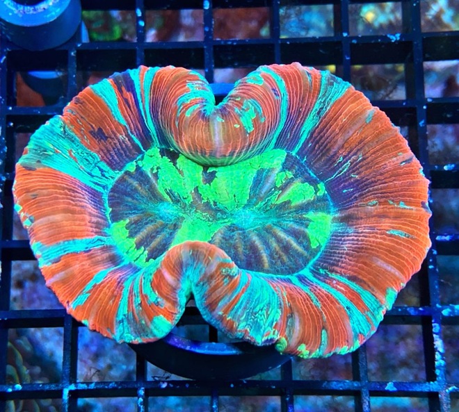 Trachyphyllia geoffroyi Wulstkoralle Red Star Multi Color WYSIWYG 124