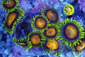 Zoanthus-sp. Golden Eyes  NZ Krustenanemone