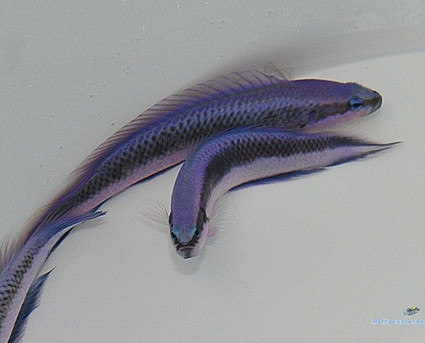 Pseudochromis fridmani x sankeyi - Hybride Indigo Riffbarsch - NZ