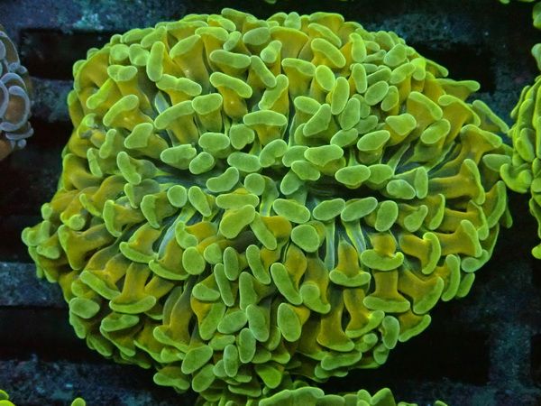 Euphyllia ancora - Hammerkoraller  - WYSIWYG 194 - Two Tone golden