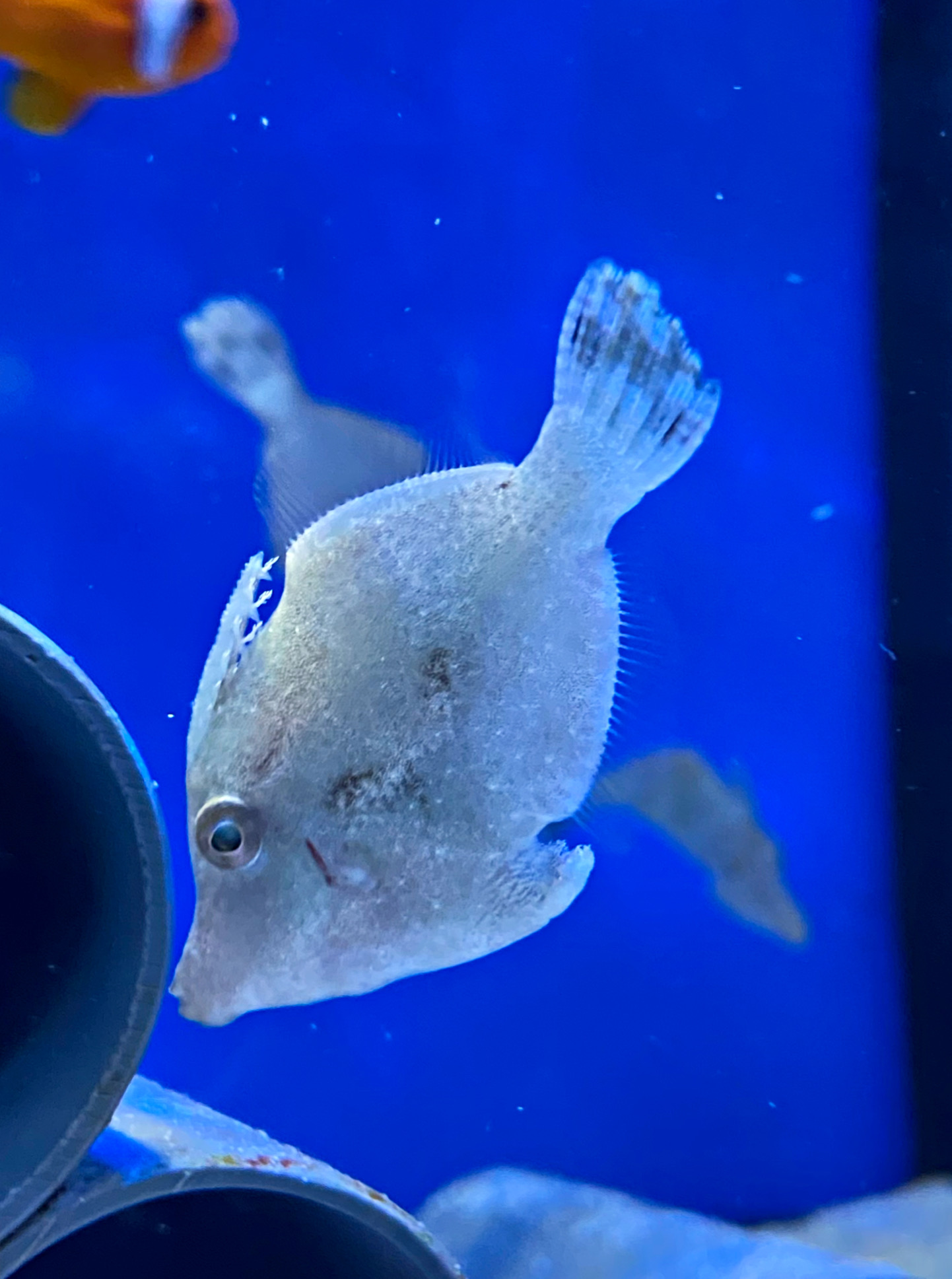  Feilenfisch - Seetang Acreichthys tomentosus