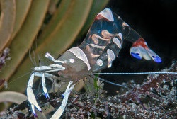 Ancylomenes sp. Anemonen-Garnele