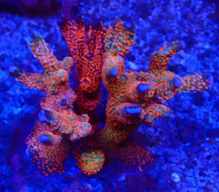 Montipora Samarensis  Spec. Hochwachsende RED Monster Montipora 