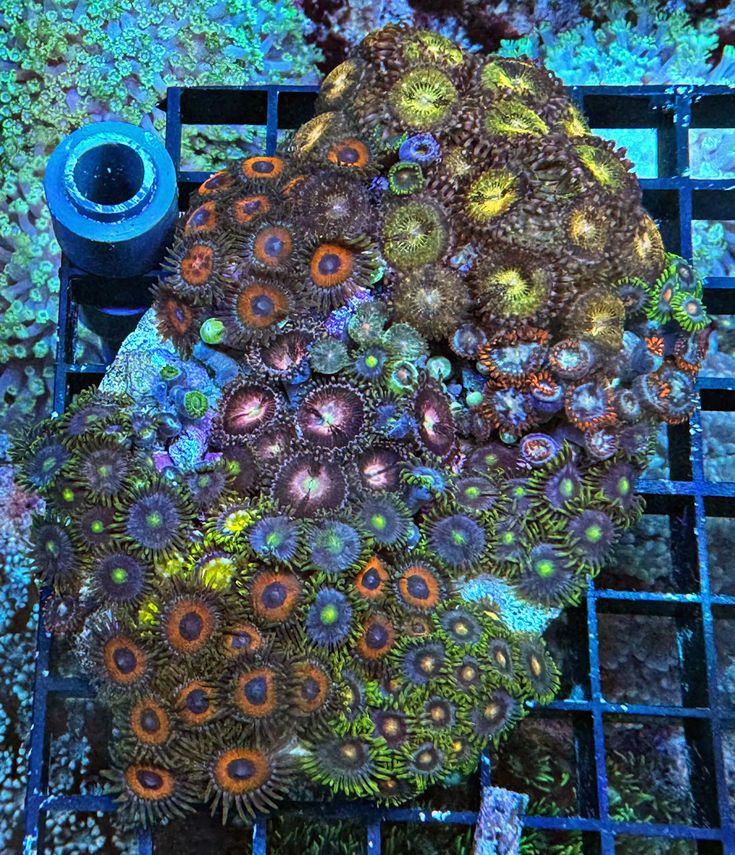 Zoanthus - Signature Zoa Garden - Multi Color - WYSIWYG
