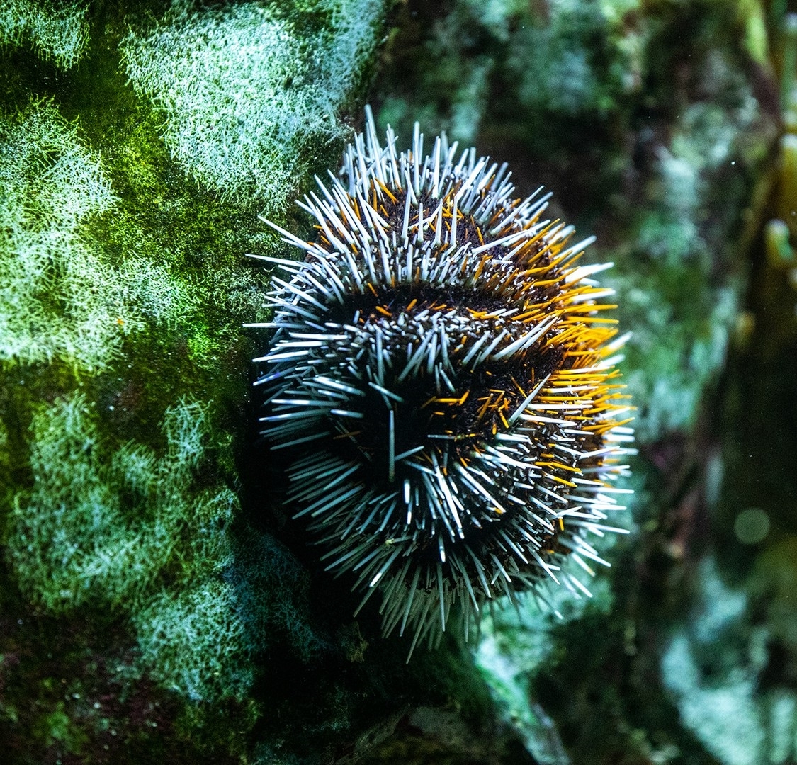 Seeigel Tripneustes gratilla  Pfaffenhut-Seeigel