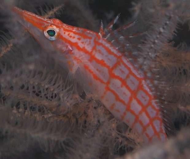 Langschnäuziger Korallenwächter: Oxycirrhites typus