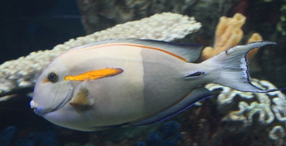 Acanthurus olivaceus - Orangefleck Doktorfisch-M