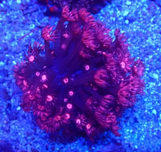 Goniopora lobata Red Monster - WYSIWYG 05