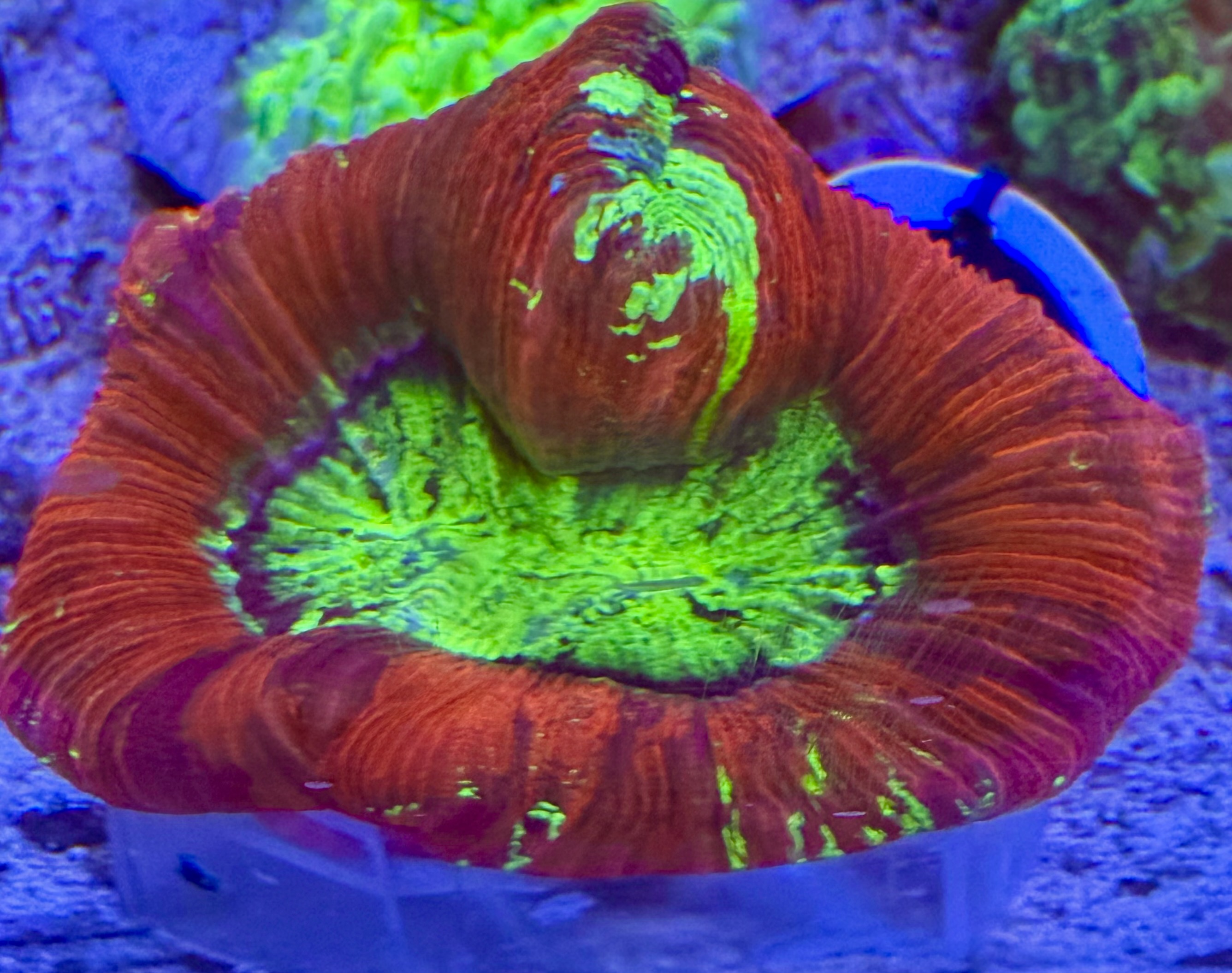 Trachyphyllia geoffroyi - Wulstkoralle - Ultra Mix Color - WYSIWYG 128