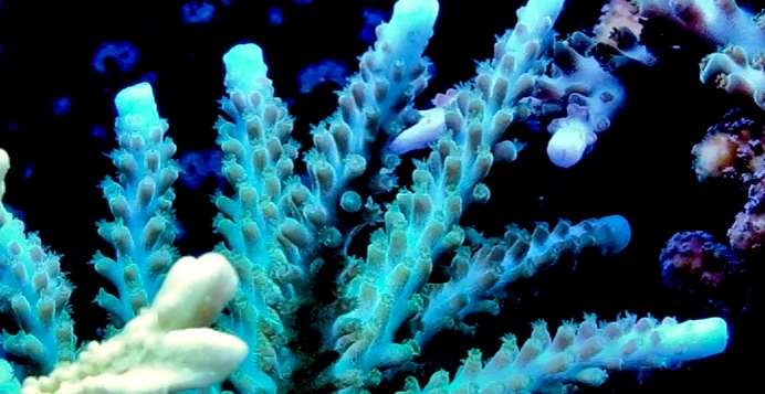 Acropora loisetteae - Kleinpolypige Steinkoralle