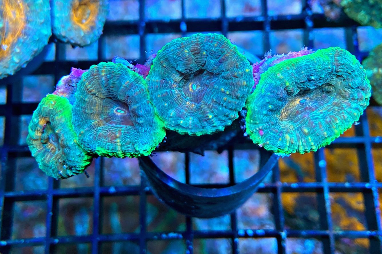 Lobophyllia hemprichii -  Doldenkoralle  - tricolor - WYSIWYG 185