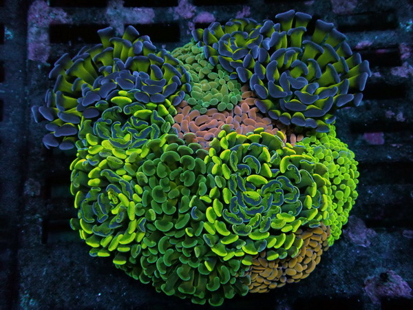 Euphyllia paraancora Hammerkoralle - WYSIWYG - Ultra Color Mix - 15 Polypen