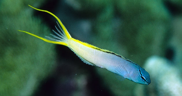 Meiacanthus atrodorsalis - Augenstreifen-Säbelzahnschleimfisch