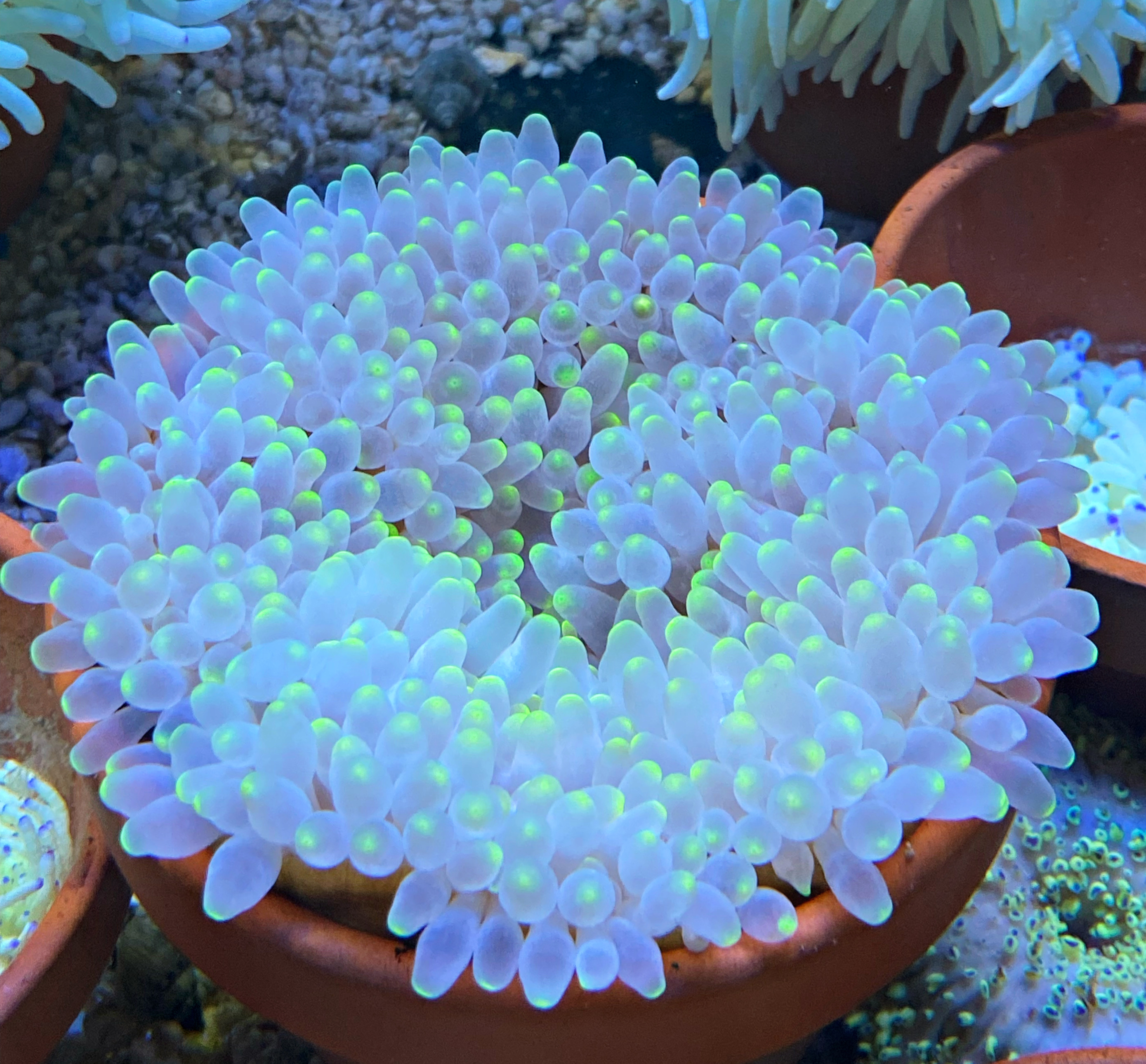 Entacmaea quadricolor Blasenanemone  White/green dotted - WYSIWYG2c