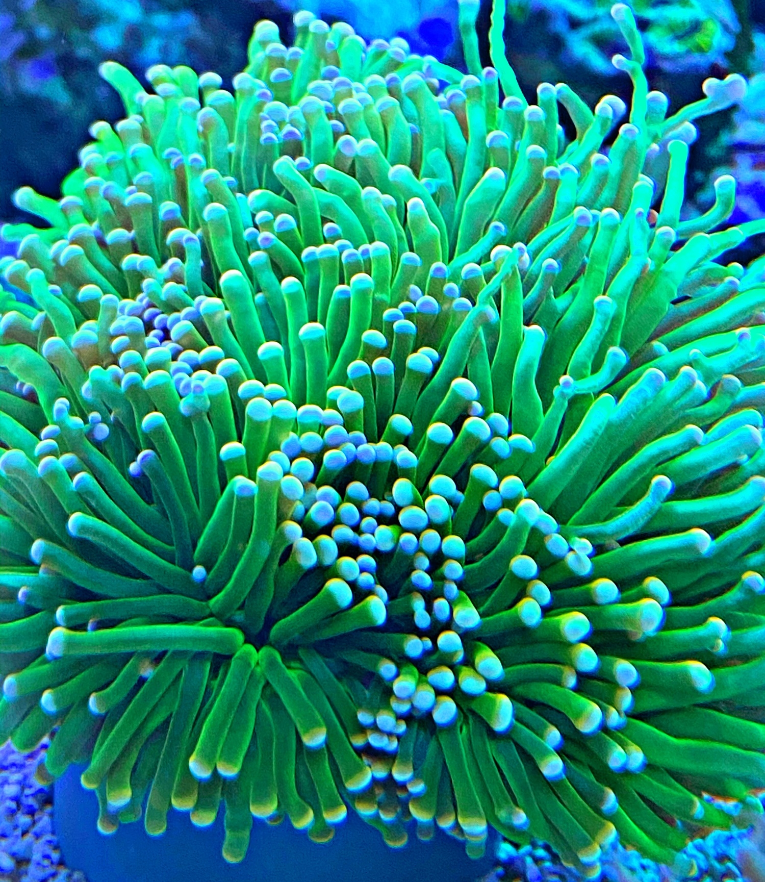 Euphyllia glabrescens- toxic green - NZ