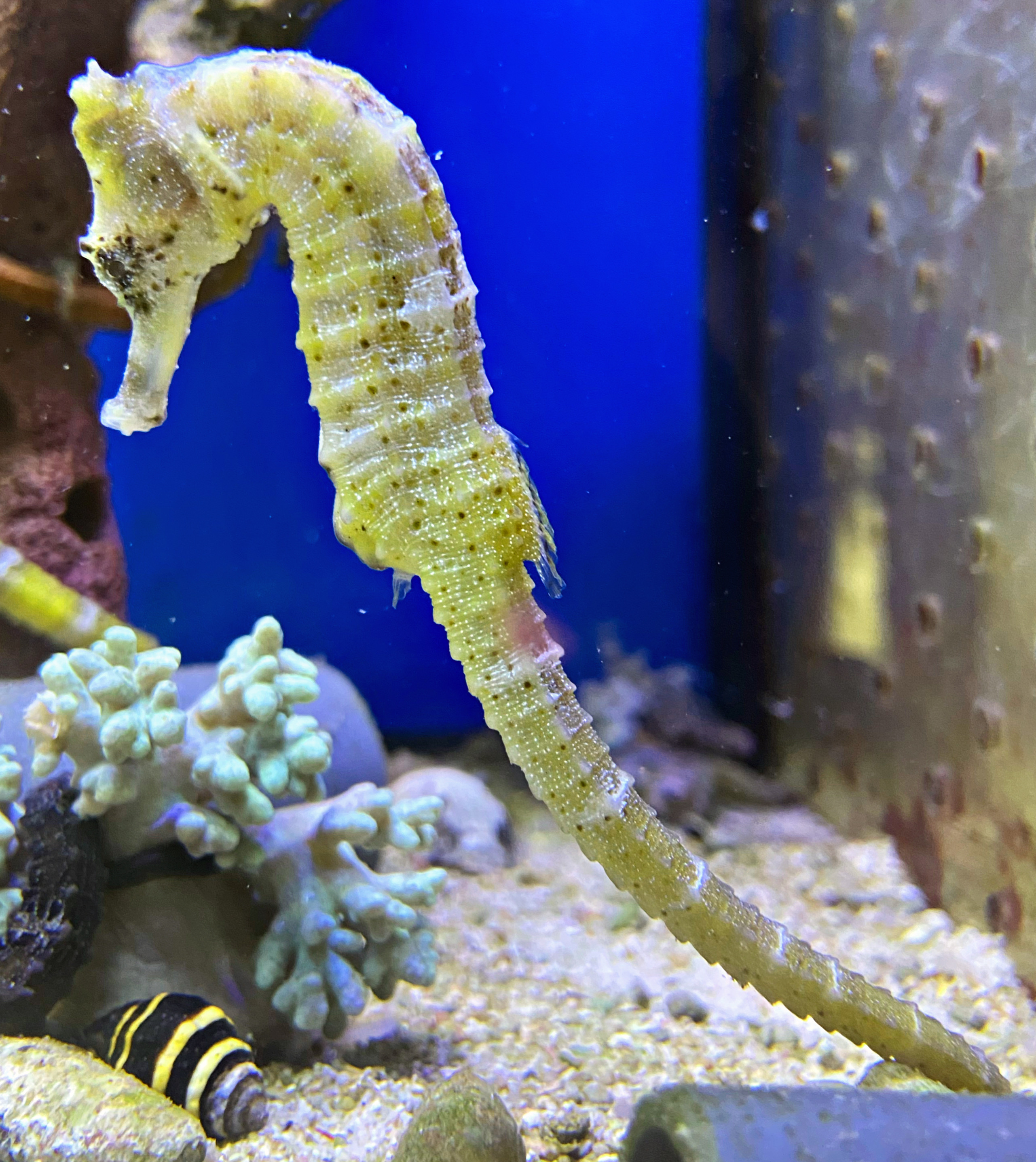 Hippocampus reidi Langschnäuziges Seepferdchen - gelb -NZ - PAAR