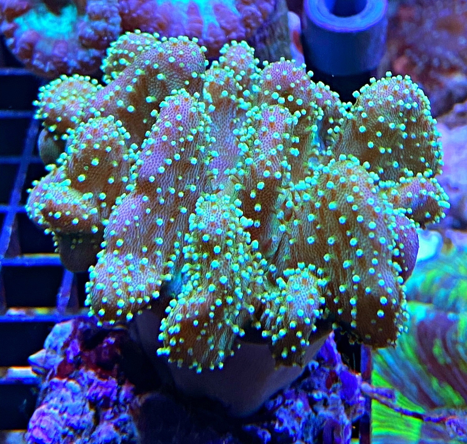 Weichkoralle Lobophytum - Green Polyps - Größe M