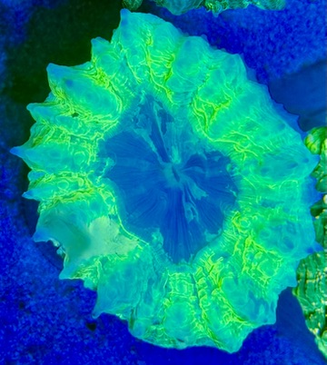 Acanthophyllia deshayesiana -Tränenkoralle WYSIWYG 126 Ultra Gelb