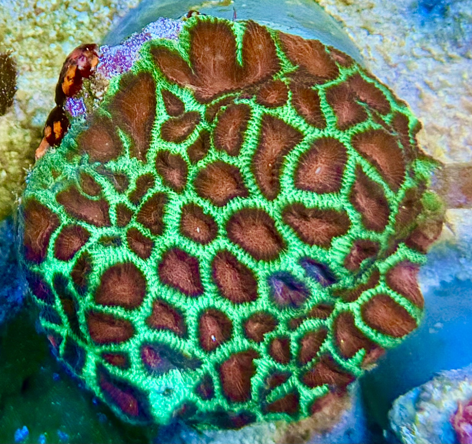 Favites spec.  Hirnkoralle Australien WYSIWYG 115a