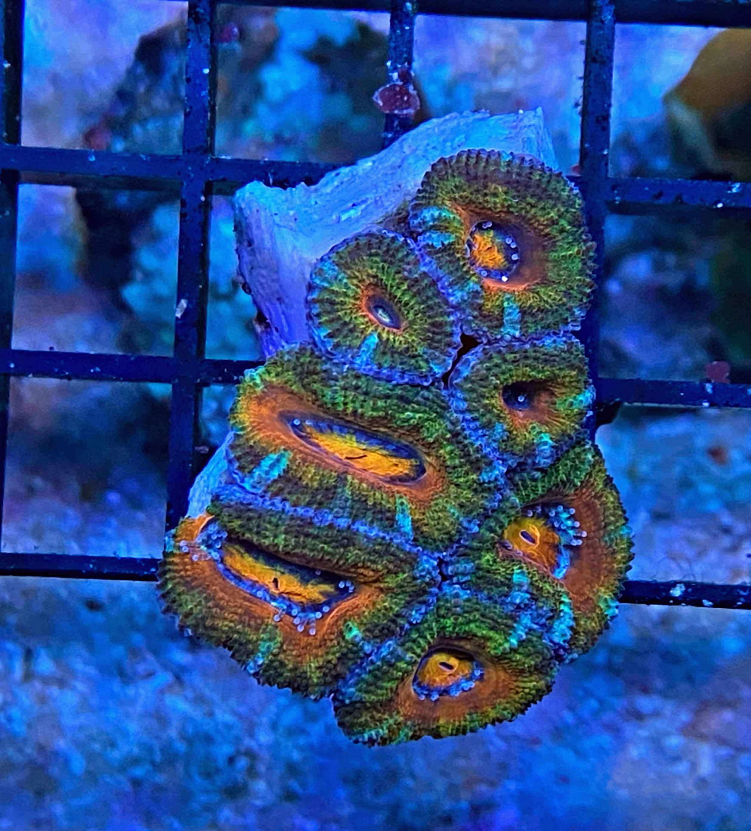 Acanthastrea lordhowensis - Großpolypige Steinkoralle - Orange  green wonder - WYSIWYG 101