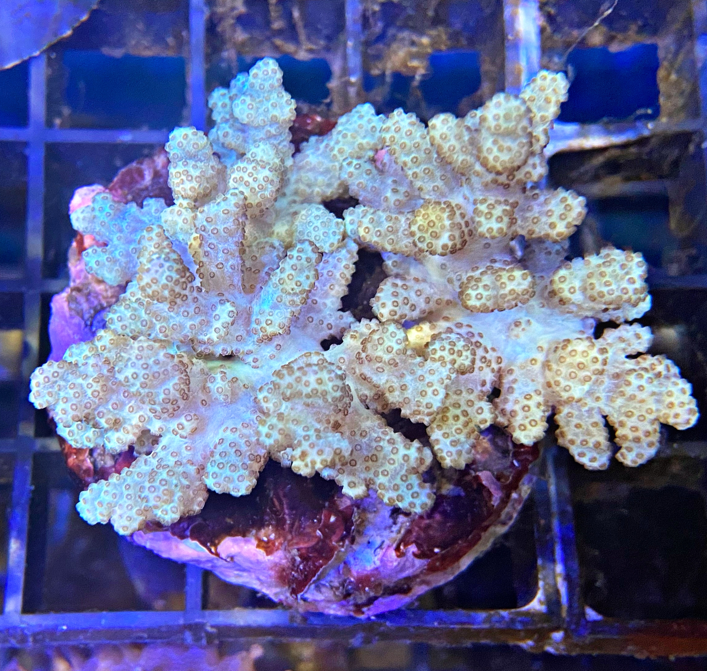 Sinularia spec. - Gelbe Fingerlederkoralle