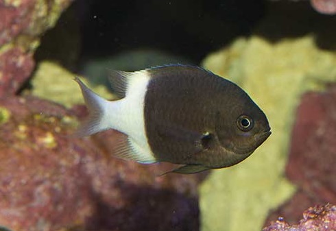 Chromis dimidiata Zweifarben-Schwalbenschwanz