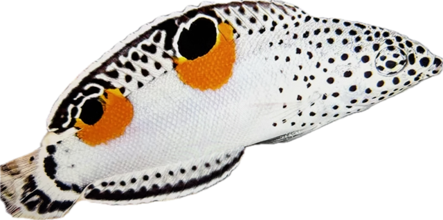 Coris aygula-Junker M