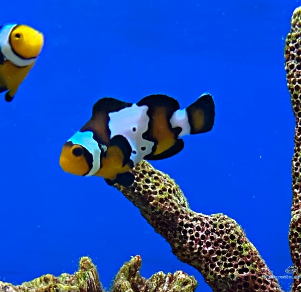 Amphiprion Ocellaris - black Ice Snowflake - NZ Clown-Anemonenfisch