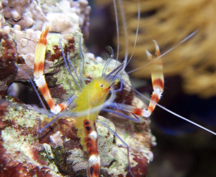 Stenopus cyanoscelis Blaubein-Scherengarnele  Paar