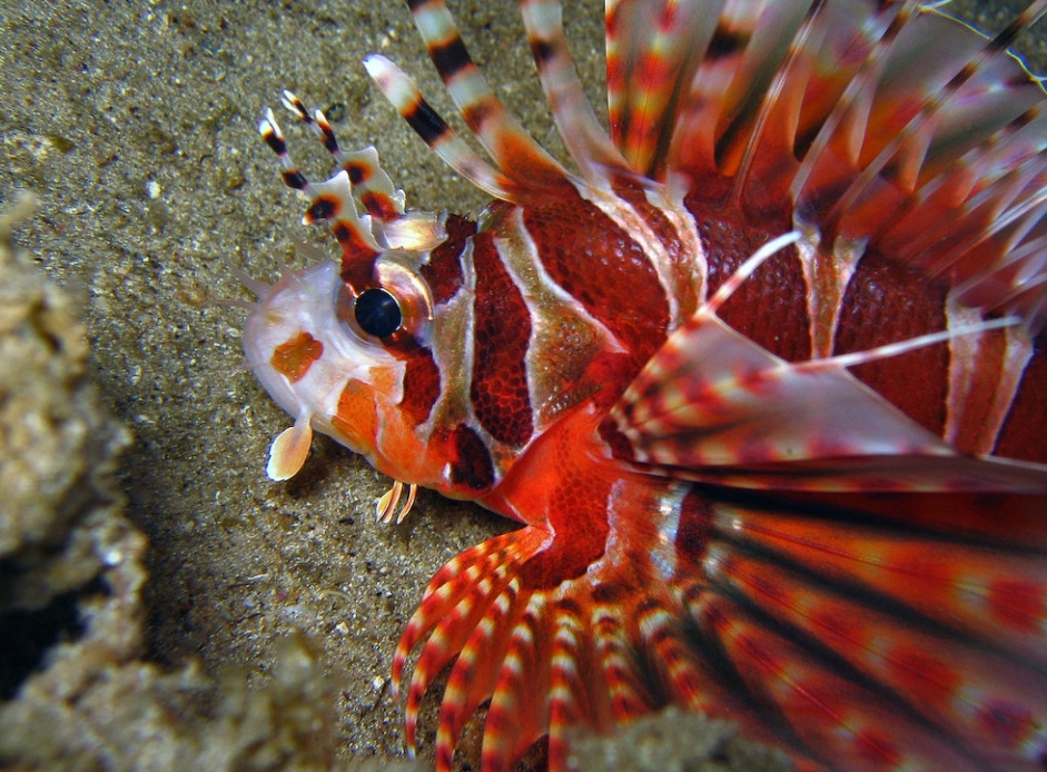 Rotfeuerfisch Zwerg Dendrochirus zebra