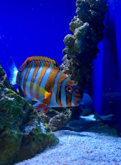 Choerodon fasciatus Harlekin-Lippfisch-Australien L