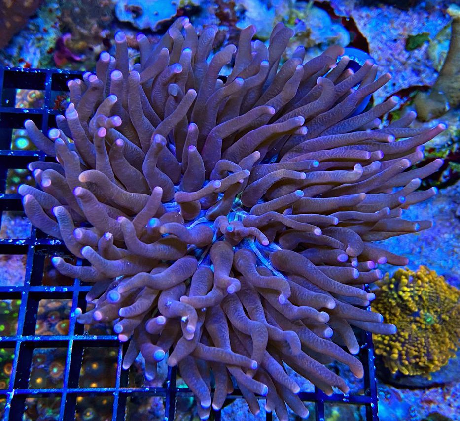 Heliofungia actiniformis - Anemonen Pilzkoralle - purple tip 