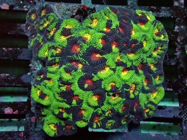 Favia spec. Hirnkoralle - Dragon Soul Special  - WYSIWYG98