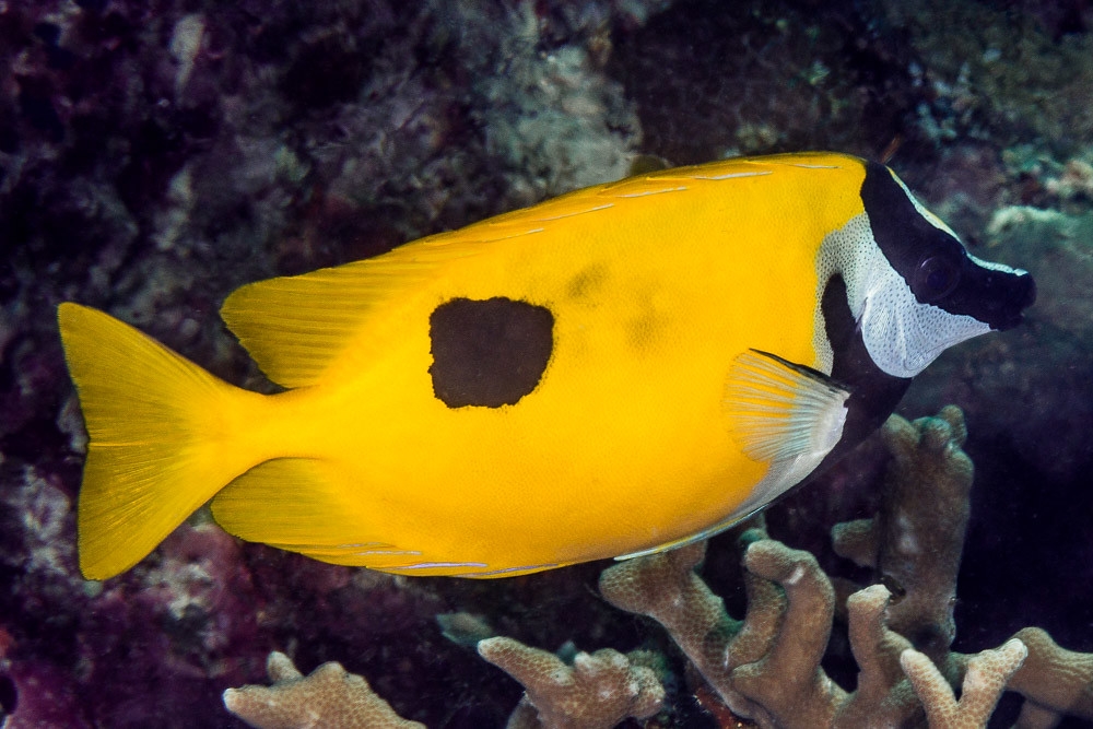 Siganus unimaculatus Einfleck-Fuchsgesicht S