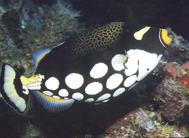 Drückerfisch-Leopard Balistoides conspicillum 