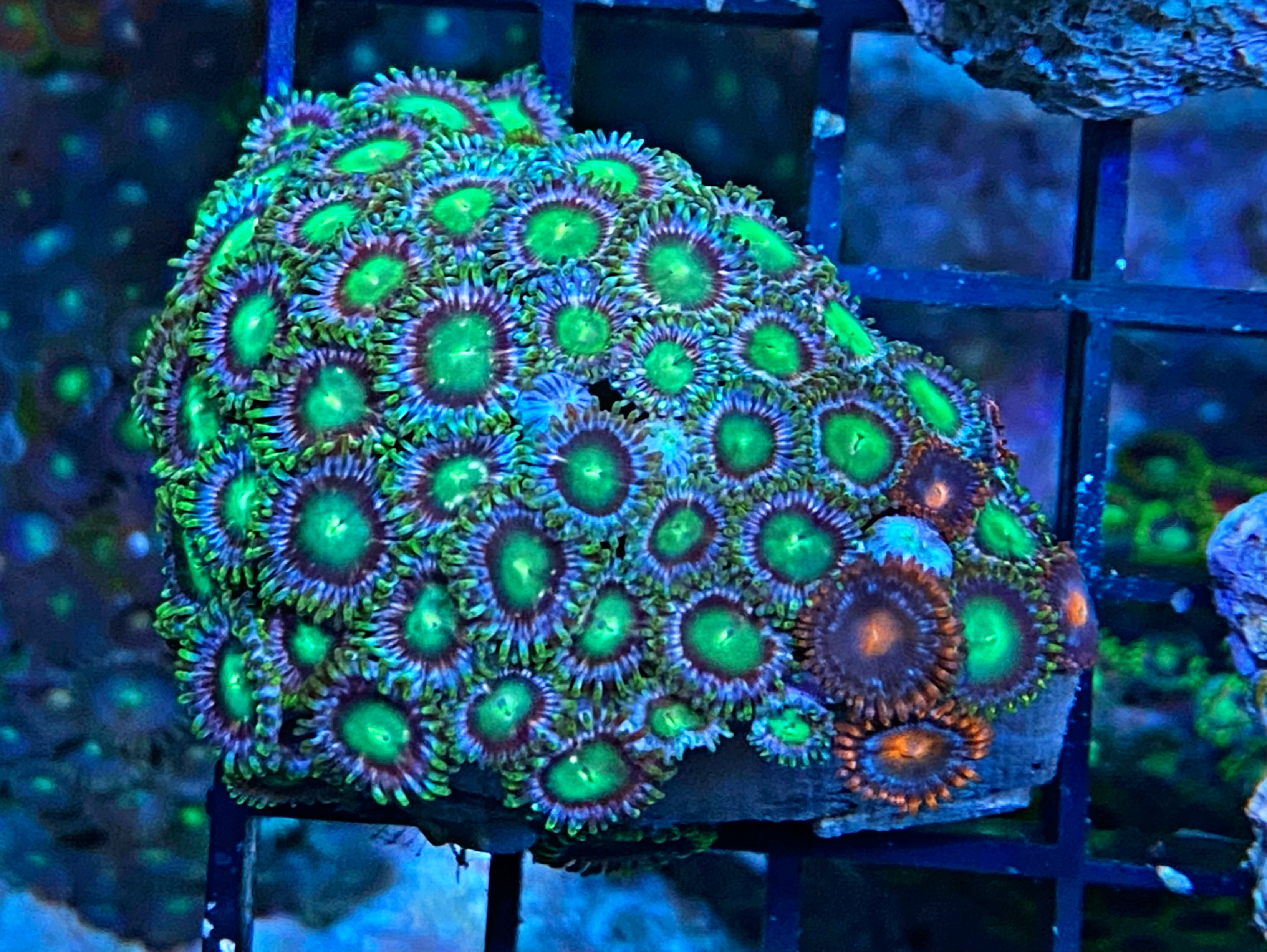  Zoanthus spec. Color Multimix - WYSIWYG 