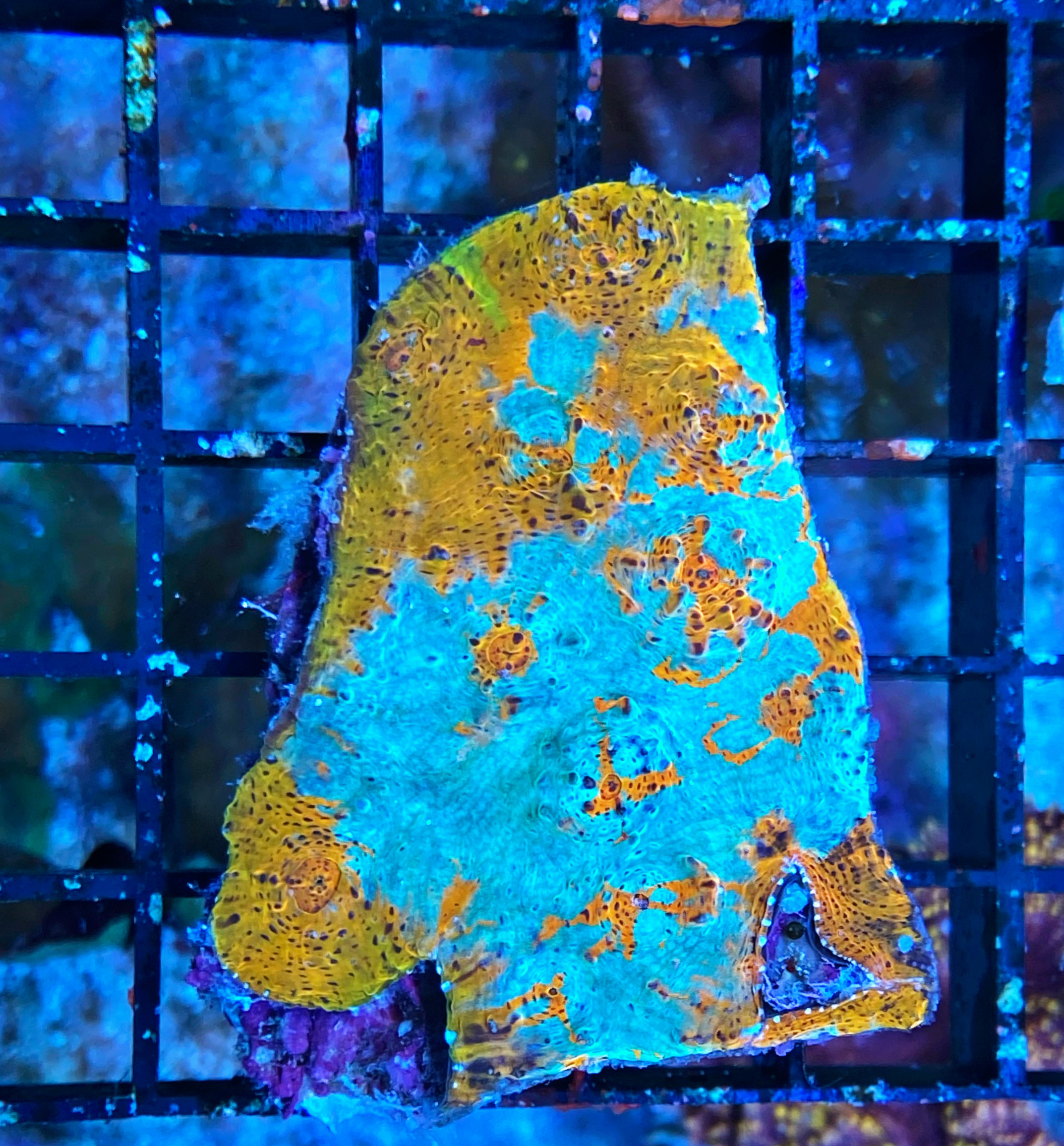 Echinophyllia sp. Chalice Coral Ultra - WYSIWYG E4