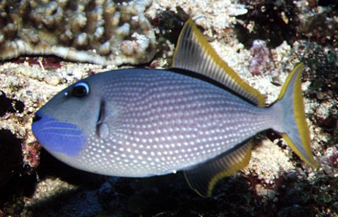  Xanthichthys auromarginatus Blaukehl-Drückerfisch male