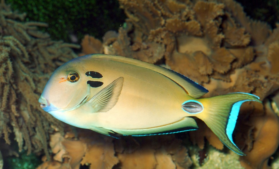 Acanthurus tennentii Kreisdorn-Doktorfisch