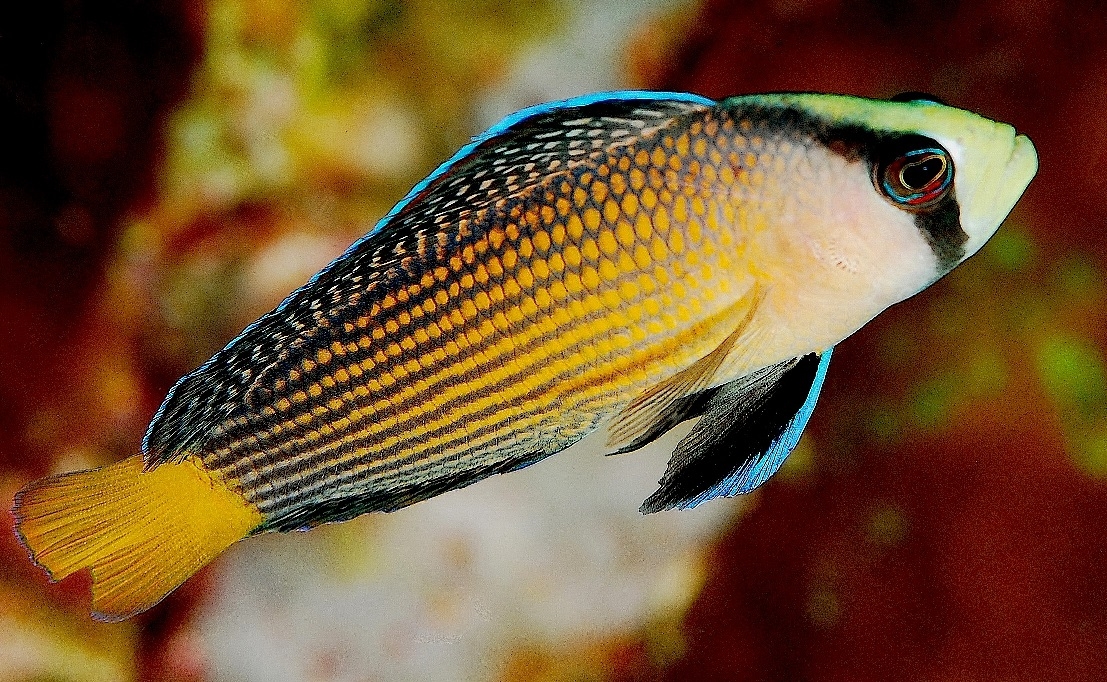 Manonichthys splendens Pracht-Zwergbarsch NZ