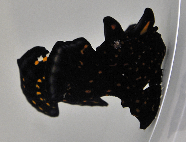 Antennarius maculatus Anglerfisch Color  