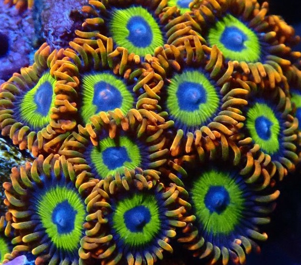 Zoanthus-sp. "Fruit Loop" Krustenanemonen 