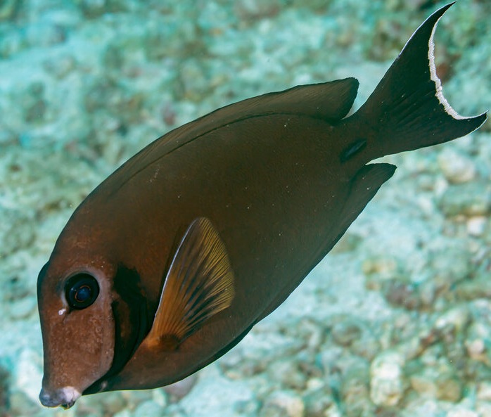Acanthurus tristis Indik-Mimikrydoktor