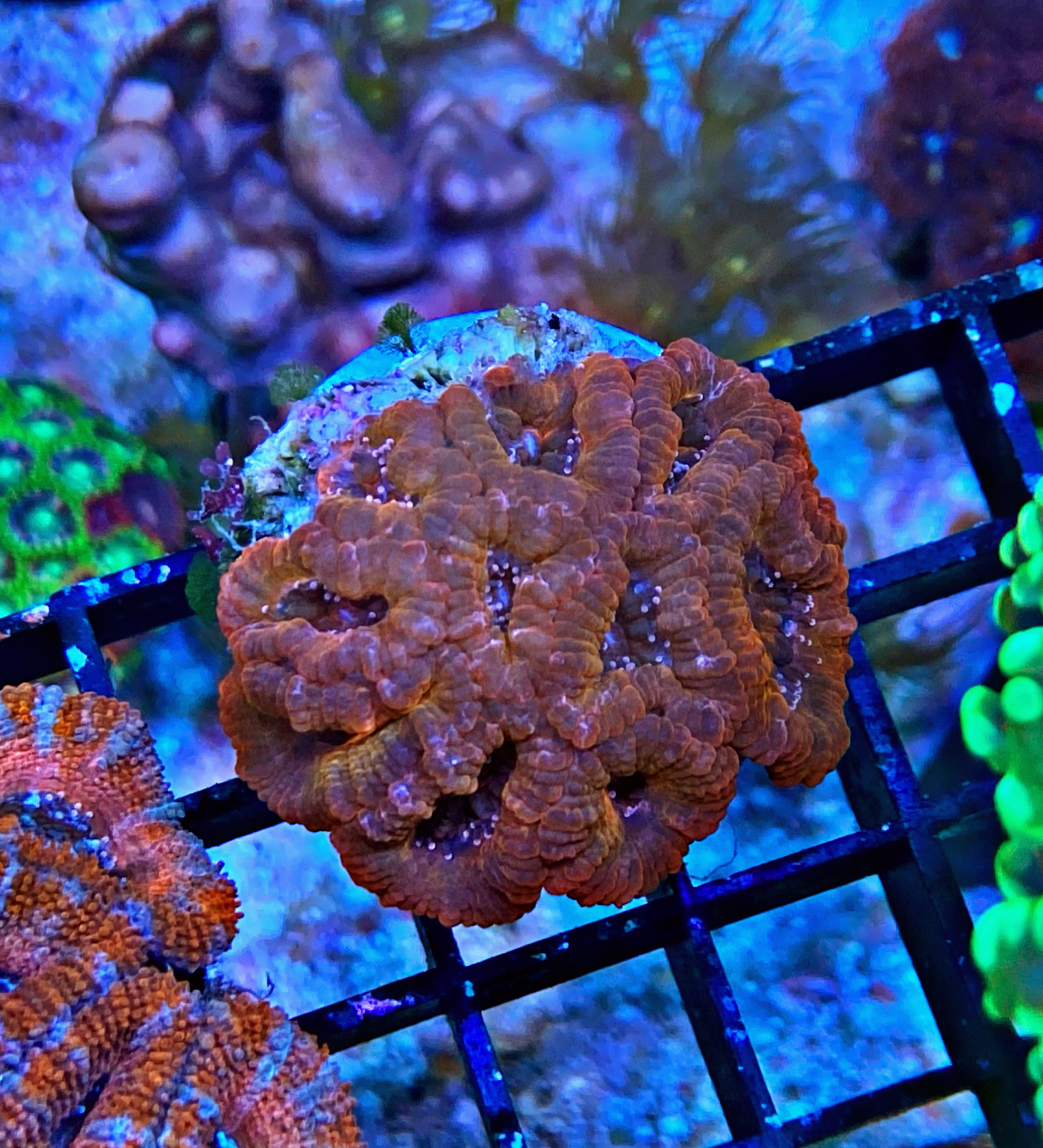 Acanthastrea lordhowensis - Großpolypige Steinkoralle - Orange/red wonder - WYSIWYG 101