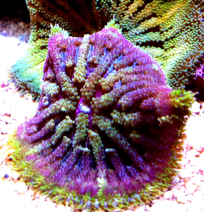 Stichodactyla sp. Min-Max Anemonen